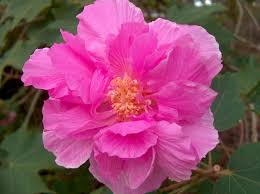Image result for Hibiscus mutatus
