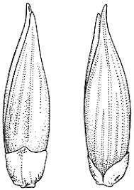 Image result for Panicum coloratum