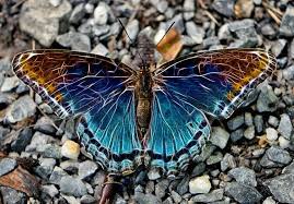 After butterfly wings have filled with blood then they can fly. Favidex Most Beautiful Butterfly Beautiful Butterflies Butterfly Wings