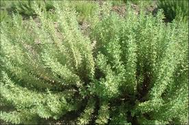 Image result for Satureja