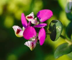 Image result for Polygala stenopetala