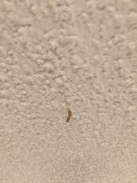 In order to apply a textured popcorn ceiling, you need to prepare the room by covering. This Thing Growing From My Popcorn Ceiling Knocked It Off But Has Grown Back Whatisthisthing
