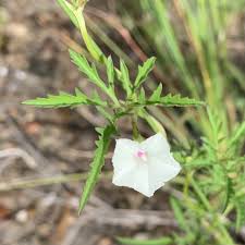 Image result for Ipomoea coptica