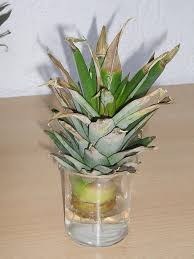 Ananas Steckling Im Wasserglas Ananas Pflanzen Pflanzen Exotische Zimmerpflanzen