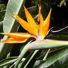 Heliconia alba (basionym), heliconia augusta, strelitzia alba subsp. Bird Of Paradise Plant Buy Paradise Plant Online Lilplants