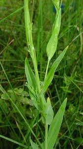 Image result for Turritis glabra