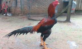 Masih sedikit orang yang ketahui kelebihan ayam asal vietnam ini. Jenis Ayam Aduan Terbaik Yang Populer Saat Ini