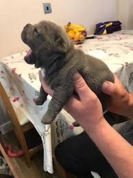 To furnish guidelines for breeders who wish to maintain the quality of their breed and to improve it; French Bulldog Puppies For Sale Colorado Springs Co 299589