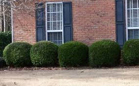 How to prune evergreen shrubs selectively with pruning shears. Compact Japanese Holly 2 5 Quart Shrub Deer Resistant Shrubs Togogarden