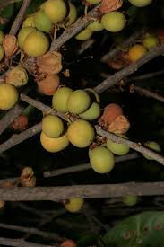 Image result for Manilkara obovata