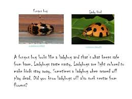 Ladybugs Written And Illustrated By Dazey Messer Ppt Download Png | miraculous ladybug & chatnoir запись закреплена. ladybugs written and illustrated by
