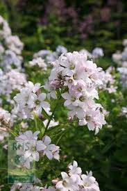 Campanula Lactiflora Loddon Anna Milky Bellflower Campanula Cottage Garden Borders Lilac Flowers