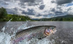 We offer fishing tours to country georgia. Delayed Harvest Trout Streams Open Nov 1 Allongeorgia