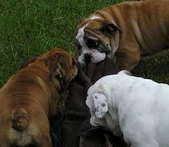 Browse thru boxer puppies for sale in michigan, usa area listings on puppyfinder.com to find your perfect puppy. English Bulldog Puppies Bulldog Puppies English Bulldog Puppies Bulldog