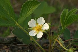 Image result for Rosaceae