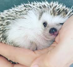 Hedgehog Azuki Cute Hedgehog Cute Animals Cute Little Animals