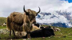 Its neighbours are bhutan to the east, nepal to the west, the tibet autonomous region of p.r.c. At Least 300 Yaks Have Starved To Death In The Mukuthang Valley In Sikkim After Getting Trapped By Heavy Snowfall While Between 10 And 15 Yaks Usually Die Each Year This Year S