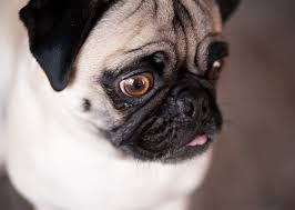 Truly a gift from nature, every girl and woman. Meet 13 Flat Faced Dog Breeds