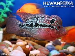 Sebelum mulai memelihara kamu harus cari tahu terlebih dahulu cara merawat ikan louhan di sini! 6 Hal Yang Perlu Diperhatikan Memelihara Ikan Louhan Agar Tidak Cepat Mati Hewanpedia