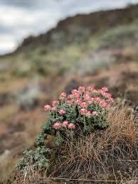 Image result for Eriosema robinsonii