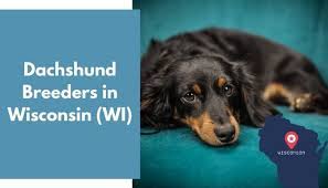 Our dog breeder directory is the ultimate source of listings for breeders in north america. 19 Dachshund Breeders In Wisconsin Wi Dachshund Puppies For Sale Animalfate