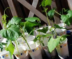 We did not find results for: Hot Pepper Toilet Paper Tubes And Irish Spring Susiej