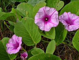 Hidup dipinggir rawa dan pantai, batagnya melilit atau merambat pada pohon disekitarnya, daunnya oval/bulat telur serta meruncing pada bagian ujung. 10 Manfaat Kangkung Laut Untuk Kesehatan Dan Pengobatan Herbal Manfaat Co Id