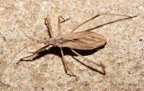 Image result for Heteromorpha stenophylla