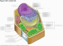 Plants photosynthesis tree diagram stock images science diagrams royalty free images plant cell structure image study tools. Plant Cell Diagram Diagram Quizlet