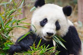 Image result for giant panda