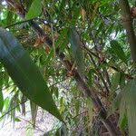 Image result for Oldeania alpina