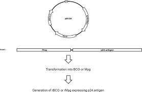 View the profiles of professionals named jun jie li on linkedin. Potential Of Recombinant Mycobacterium Paragordonae Expressing Hiv 1 Gag As A Prime Vaccine For Hiv 1 Infection Scientific Reports X Mol
