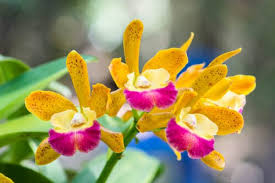 36 centimetri foglia di durata: Orchidea Varieta Cura Terreno Temperatura E Luce