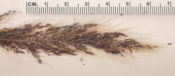 Image result for Melinis minutiflora