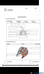 Pertukaran o2 dan co2 dalam pernafasan. Sistem Respirasi Manusia Interactive Worksheet