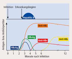 In einigen asiatischen ländern beträgt die prävalenz etwa 15%. Hepatitis B Virus Infektion Fokus Auf Die Viruslast Richten