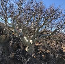 Image result for Commiphora tenuipetiolata