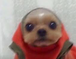 Image About Dog In Reaction Pics By 3 On We Heart It Cute Animal Memes Cute Funny Animals Funny Animal Memes