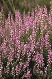 Heather In Bloom On Hiddensee Island By Norbert Rosing Heather Flower Heather Plant Bloom