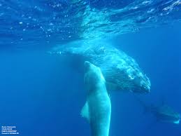 Tiger Shark Savages an ailing Humpback Whale : r/natureismetal