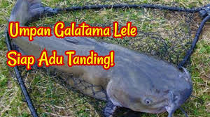 Umpan Galatama Lele Paling Jitu Banyak Dipakai Para Juara Galatama Lele Buktikan Youtube