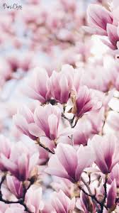 Magnolia Wallpaper Pink Mobile Hintergrundbilder Blumen 2105226 Hd Wallpaper Backgrounds Download Einzigartige hintergrundbilder für ihren desktop, das tablet oder smartphone. magnolia wallpaper pink mobile