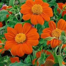 Image result for Tithonia rotundifolia
