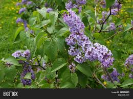 A tree absorbs as much carbon in a year, as a car produces driving 26,000 miles. Lilac Bush Large Image Photo Free Trial Bigstock