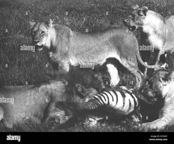 THIS VIOLENT WORLD, (aka SAVAGE WORLD, aka SAVANA VIOLENTA, MONDO VIOLENCE, SAVAGE  MAN SAVAGE BEAST 2), 1976 Stock Photo - Alamy