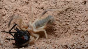 A scorpion's sting is rarely fatal to humans. Camel Spider Captures And Preys On Black Widow Warning May Be Disturbing To Many Viewers Youtube