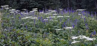 Image result for Heracleum