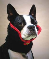 Es ist kinderleicht und ihre hunde werden begeistert sein. Hakeln Nahen Fur Den Hund Fashion For Dogs Amazon De Anne Burton Bucher