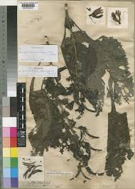 Image result for Brillantaisia madagascariensis