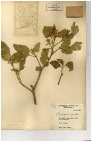 Image result for Chrozophora plicata